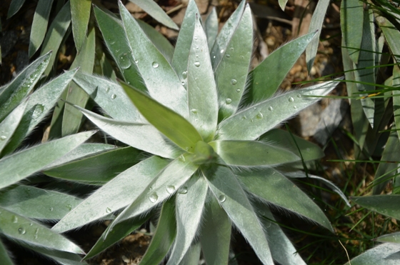 dans sa deuxième année, leucadendron argenteum, qui se développe de toute part.<br />Merci au Concarnois pour m'avoir permis de découvrir cette merveille