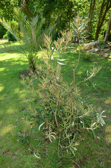 Banksia Integrifolia en pleine pousse