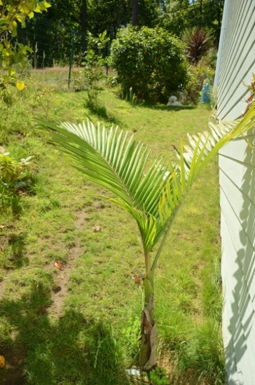 Déjà une belle palme de sortie en trois mois, croisons les doigts pour l'hiver prochain...