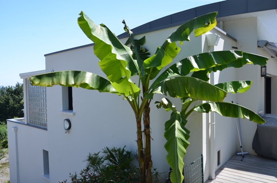 Musa du milieu qui sort son fruit, snif...