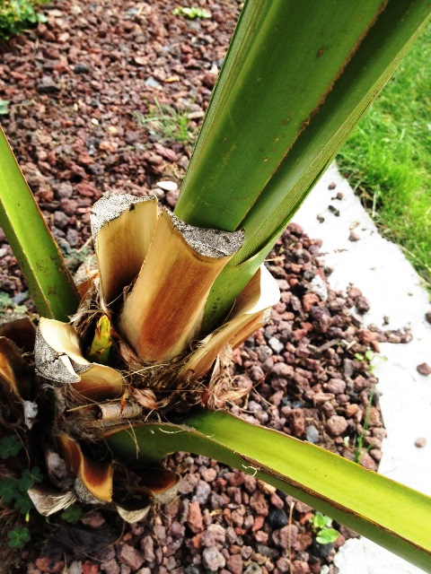 flo sabal palmetto.jpg