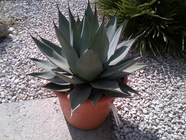 agave parryi
