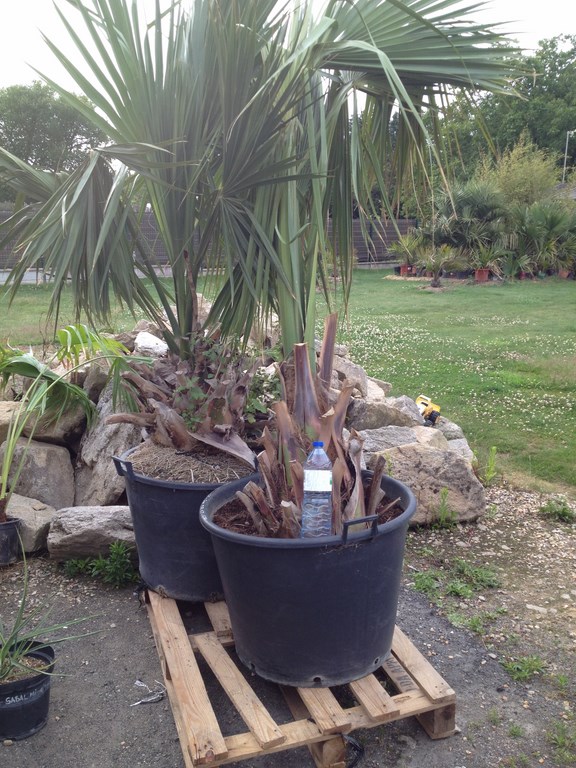 Sabal Palmetto Tifton hardy (Copier).JPG