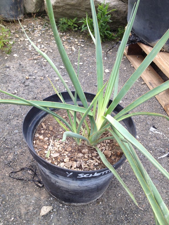 Yucca Schottii (Copier).JPG