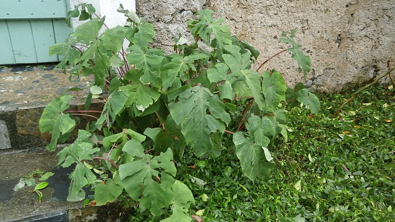 P1010007.JPG