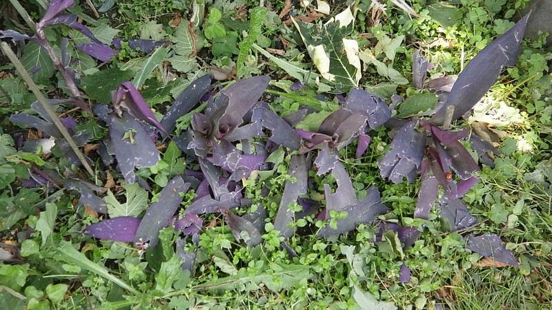 P1010097.JPG