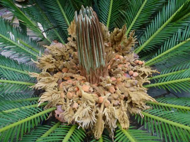 Après la floraison du cycas les nouvelles pousses