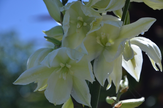 Fleur du Yucca au petit matin