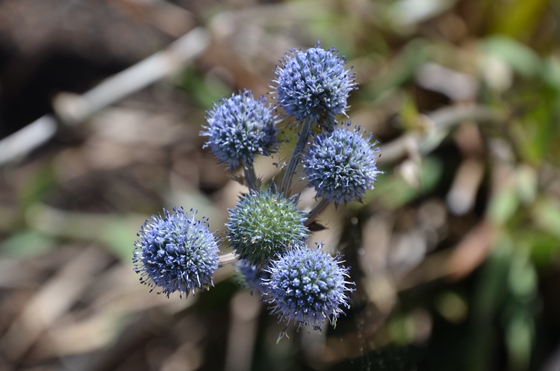 Fleurs qui piquent...