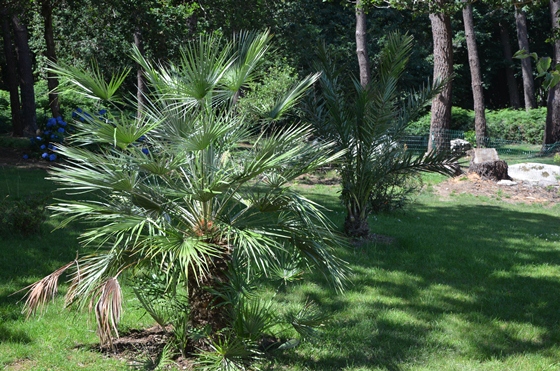 p08humilis.jpg
