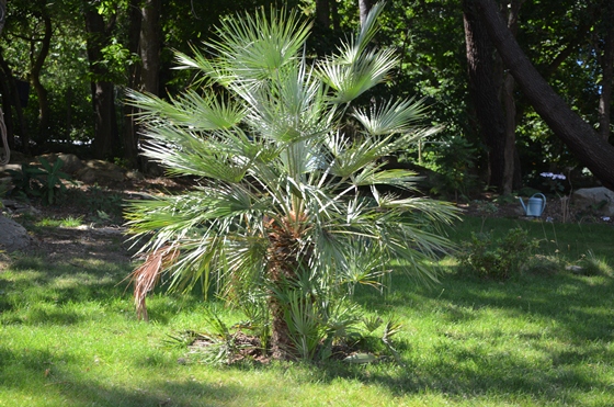 Un Humilis Argentea