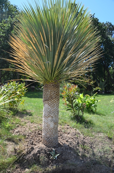 Un Rostrata