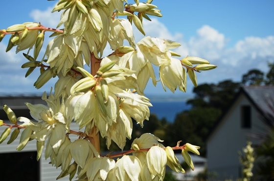 p03fleuryuccab1.jpg
