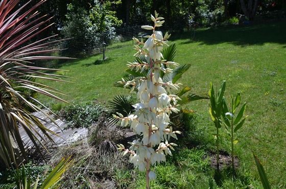 p03fleuryuccab2.jpg