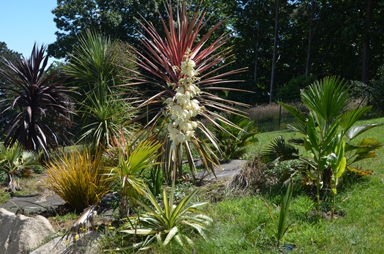 p03fleuryuccab3.jpg