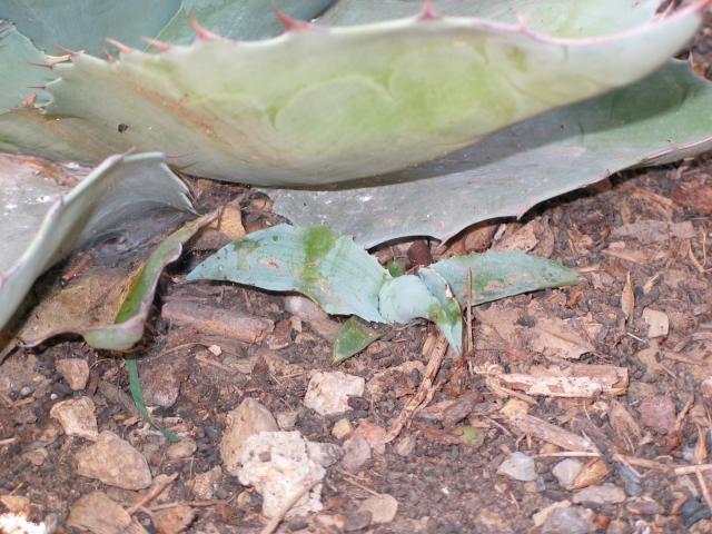 Agave ovatifolia.jpg