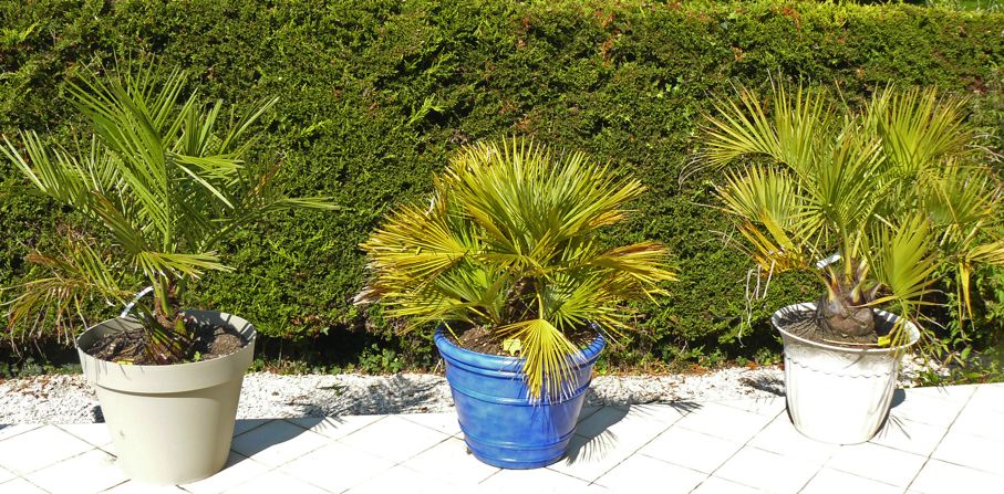 Jubæa chilensis en compagnie d'un C. humilis et d'un Butia capitata