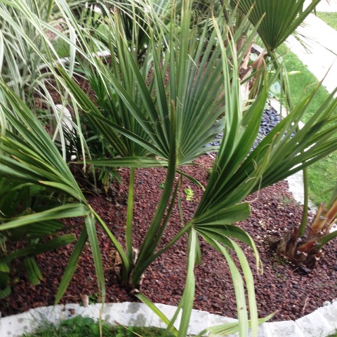 minor louisiana, planté cette année, ne veut rien savoir, même pas une palme divisé