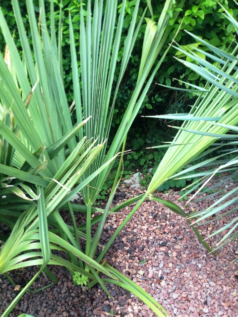 brazoria, 1 palme et demie !! planté l'année dernière en fin d'été