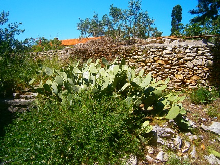 Un pied adulte en Croatie.. Hauteur environ 1m50 de haut pour 2 m de large...