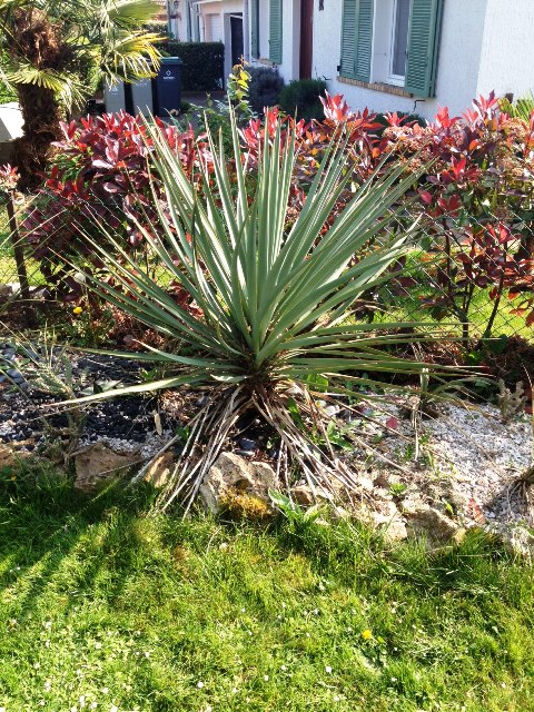 yucca schottii.jpg