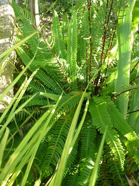 blechnum spicant, mais pas sur...?