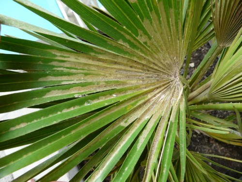 CHAMAEROPS HUMILIS VULCANO 1.1.jpg