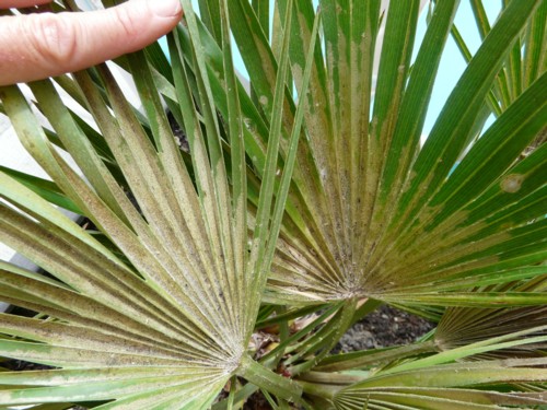 CHAMAEROPS HUMILIS VULCANO 3.3.jpg