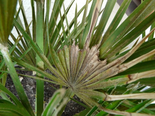 CHAMAEROPS HUMILIS VULCANO 4.4.jpg