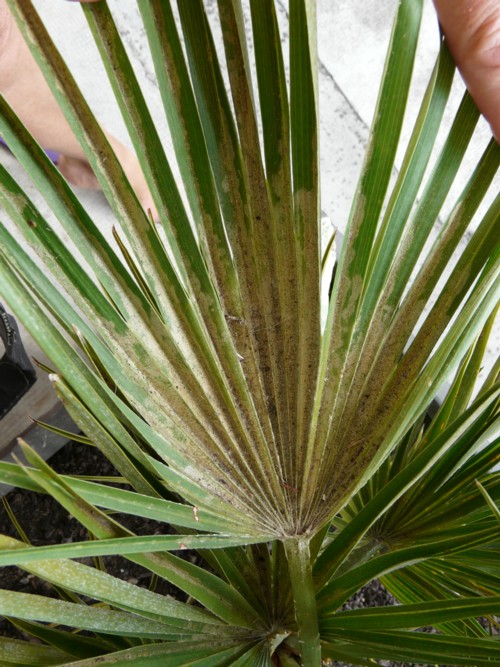 CHAMAEROPS HUMILIS VULCANO 2.2.jpg