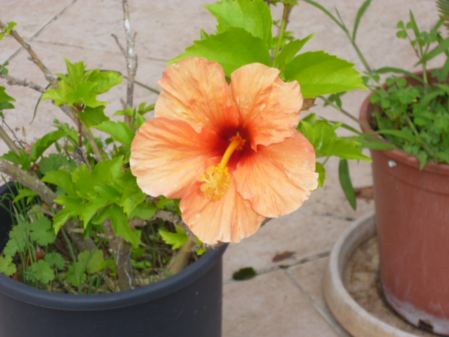 MES PALMIERS 029.jpg