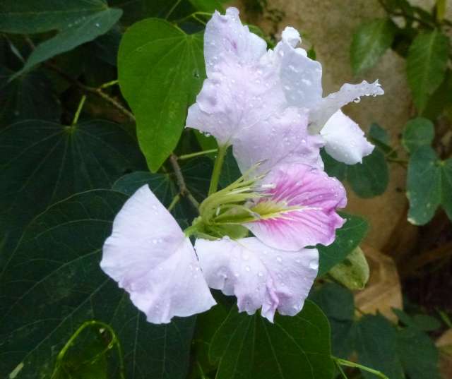 Bauhinia ombrophila