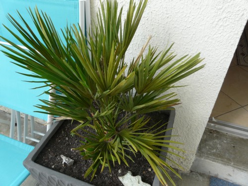 CHAMAEROPS HUMILIS VULCANO 5.5.jpg