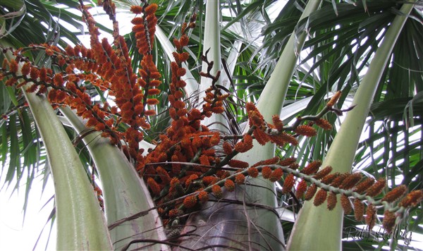 l'inflorescence du Mauritia armata.jpg