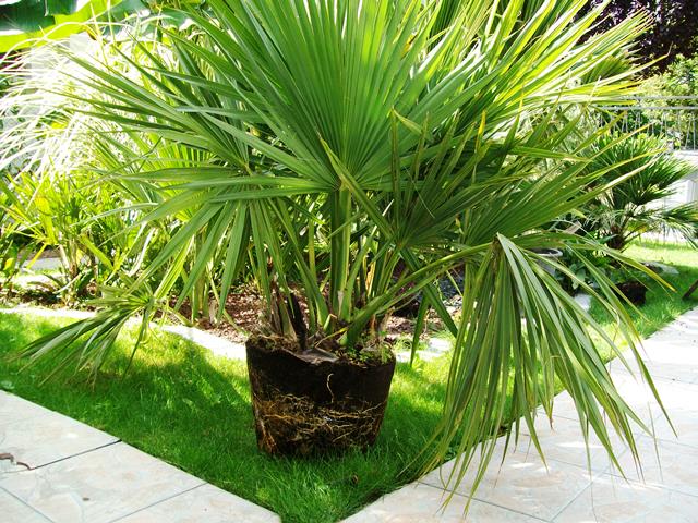 sabal planta.jpg
