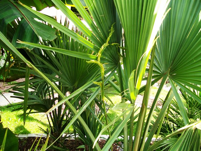 floraison sabal.jpg