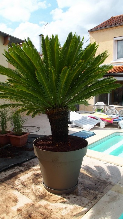 04 terre arrosage legere coupe couronne.jpg