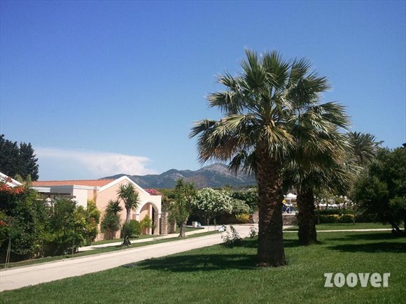 quel est ce palmier? svp dites le moi car c'est pour savoir quelles graines j'ai plantées. merci