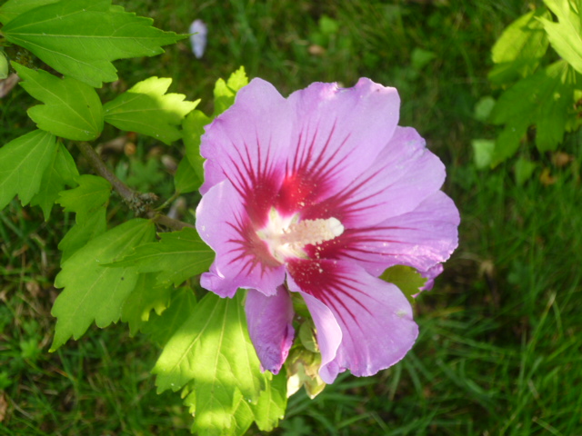 MES PALMIERS 031.jpg