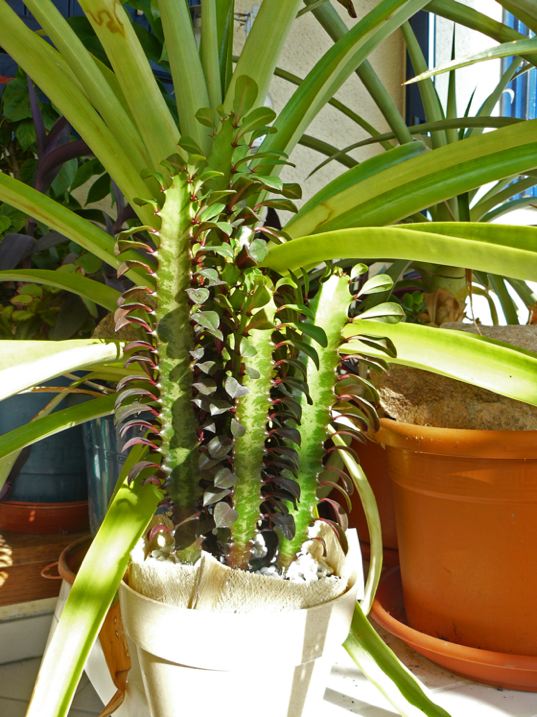 Euphorbe sur fond d'ananas