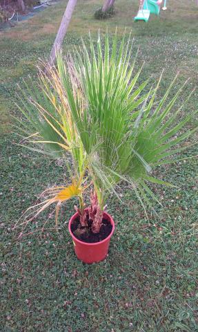 Washingtonia Robusta