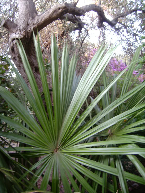 sabal mauritiformis.jpg