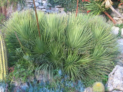 Agave-striata.JPG