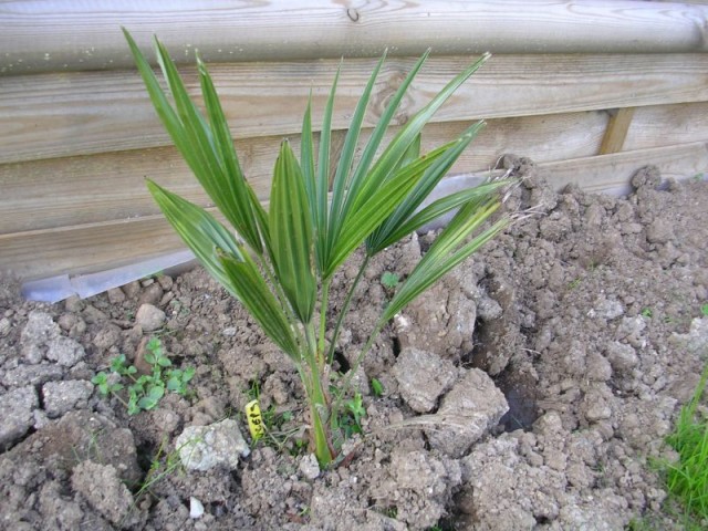 Plant mis en terre en 2006 issu de semis rarepalmseeds vendu pour Princeps