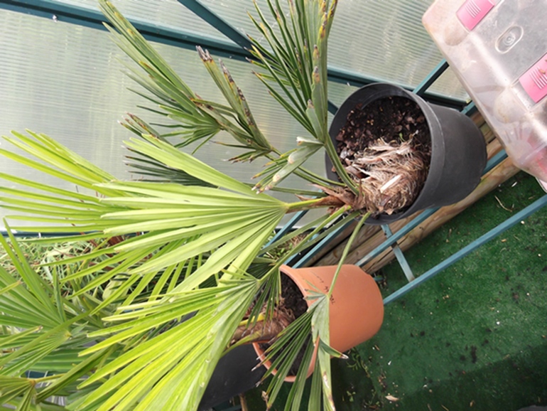 trachycarpus wagnerianus