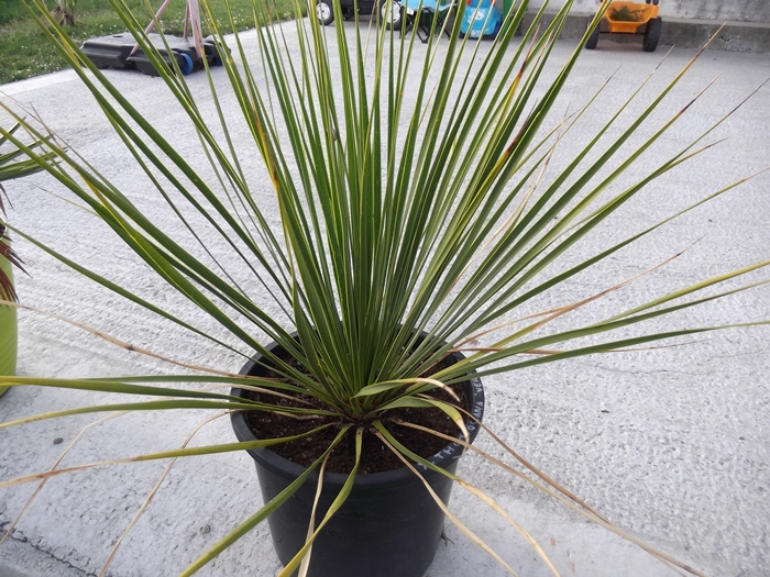 yucca thompsoniana vert