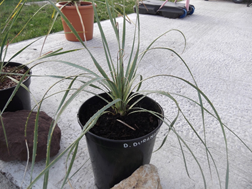 dasyliron durangensis
