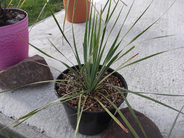 yucca rostrata sapphires