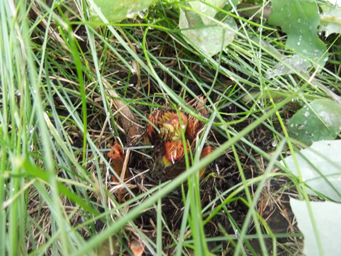 DSCF0039.JPG
