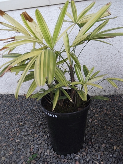 raphys ex.variegata